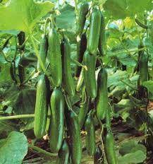 عبوة بذور خيار بيث ألفا عالية التحمل