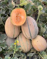 بذور شمام هجين نيو هوني رقم 3 – لب برتقالي سكري