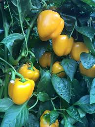 عبوة تحتوي على 1000 بذرة فلفل حلو عالي الجودة