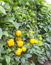 فلفل بلون جذاب ونمو قوي