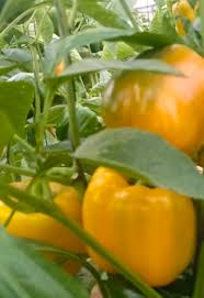 فلفل مقاوم للأمراض – مناسب للنقل والتخزين