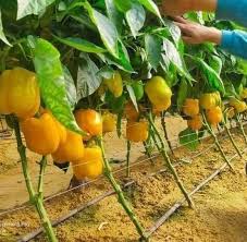 فلفل ذهبي اللون بقشرة صلبة ومظهر لامع