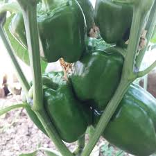 فلفل مربّع الشكل بلب سميك – إنتاج مستمر