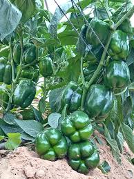 صنف هجين من الفلفل الحلو مقاوم للأمراض