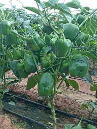 فلفل بوزن 280 جرام مناسب للتسويق والنقل