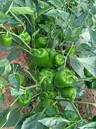 فلفل حلو عالي الإنتاج يتحمل درجات الحرارة المتنوعة