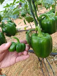 شكل الفلفل الحلو جرين كوين – 12×8 سم