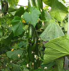 6️⃣ خيار هجين صيفي بارثينوكاربي مناسب للحقول المكشوفة