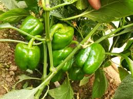 عبوة 1000 بذرة فلفل جرين كوين عالية الجودة