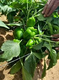 نبات فلفل قوي النمو بثمار خضراء براقة