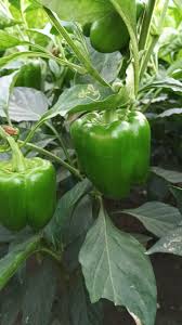 فلفل هجين يتحمل تغيرات الطقس بفعالية