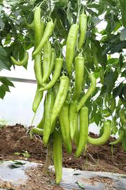 فلفل YP80 – إنتاج غزير وطعم حار لاذع