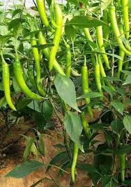 فلفل YP80 – إنتاج غزير وطعم حار لاذع