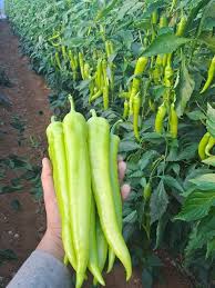 فلفل YP80 – إنتاج غزير وطعم حار لاذع