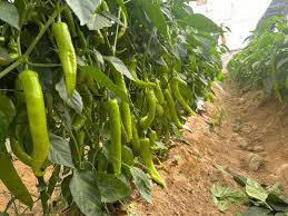 فلفل حار ممتاز للتسويق التجاري