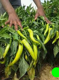 زراعة فلفل حار هجين في البيوت المحمية