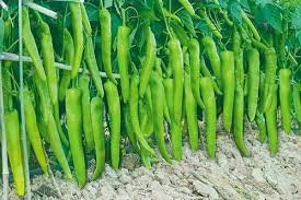 فلفل حار طويل الشكل بطول 25 سم