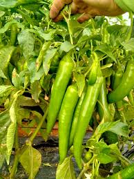 فلفل أصفر طويل بوزن 100 جرام