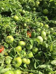 طماطم دائرية الشكل بوزن 160 جرام من بذور هجينة عالية الإنتاج.