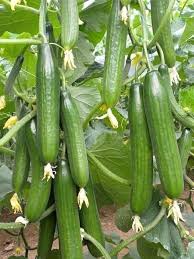 8️⃣ بذور خيار للزراعة في درجات حرارة مرتفعة