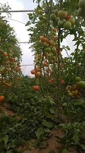 ثمار طماطم هجينة F1 بصلابة عالية وفترة صلاحية طويلة.