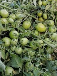 طماطم هجينة مناسبة للحقول المفتوحة تتميز بلون أحمر زاهي.