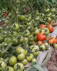 طماطم هجينة بوزن 120-160 جرام للزراعة الاحترافية في الربيع.