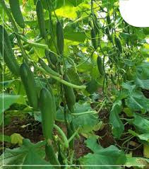 🔟 بذور خيار هوت كينج رقم 2 – إنتاج 1 إلى 3 ثمار لكل عقدة