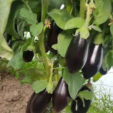 بذور باذنجان هجينة بوزن 600 جرام للثمرة الواحدة
