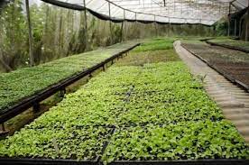 صواني شتلات زراعية متعددة المقاسات
صينية شتلات بلاستيك PET
صينية شتلات عدد ثقوب مختلف
صينية زراعة البذور
صواني مشاتل عالية الجودة