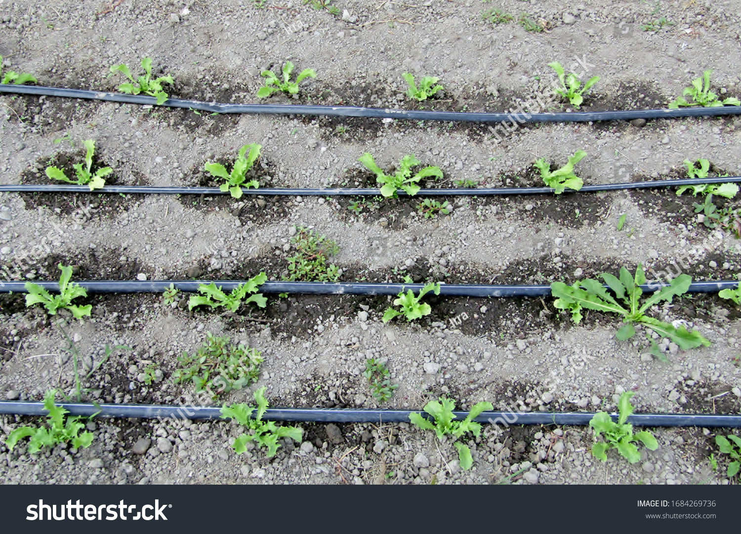 صورة للخرطوم في بيئة الحديقة، مع إبراز كيف يمكن التحكم في تدفق المياه بشكل مناسب لمنع الإفراط في الري