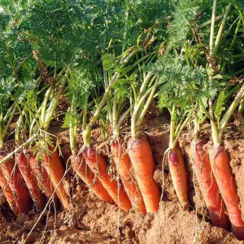 جزر أحمر بلون لامع مثالي للتسويق والبيع التجاري.