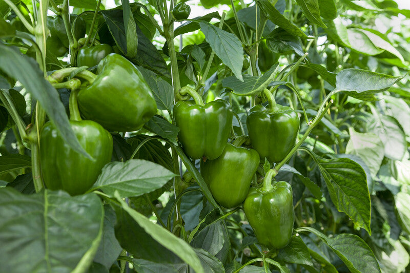 عبوة تحتوي على 1000 بذرة فلفل حلو عالي الجودة